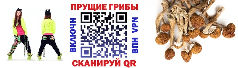 купить наркотики цена  Кировск  Псилоцибиновые грибы MAGIC MUSHROOMS 